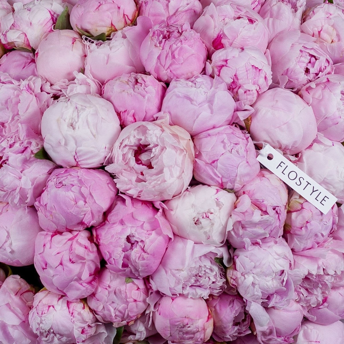 ogromnyj buket pionov 101 pion 2